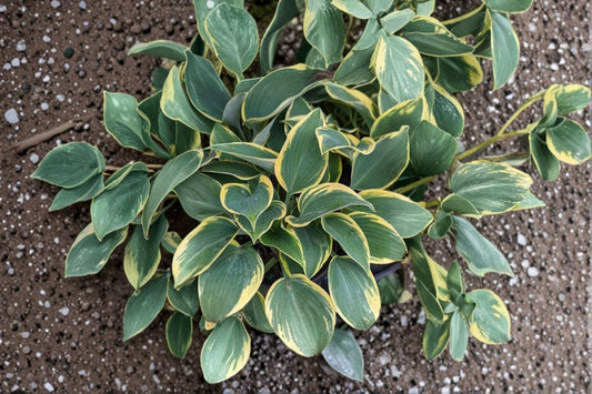 First Frost Starter Hosta Live Plant | Variegated Shade Perennial | Plantain Lily | Hardy Hosta | Easy to Grow | Shipped Trimmed