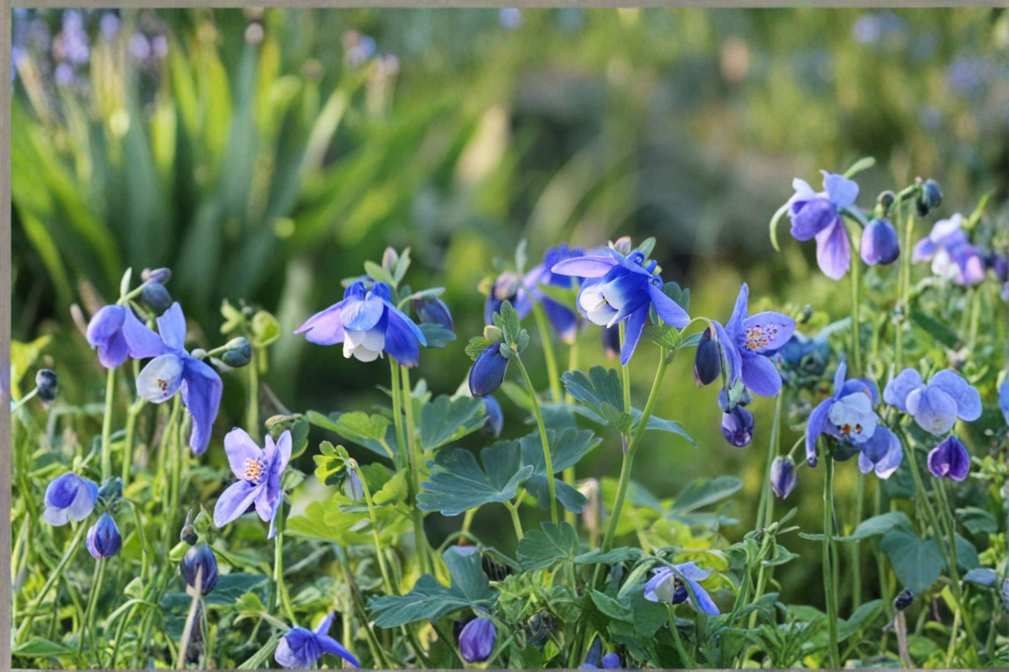 3 Mixed Columbine Live Plants | Aquilegia Starter Perennials | Pollinator Friendly Flowers | Easy to Grow | Returns Every Year