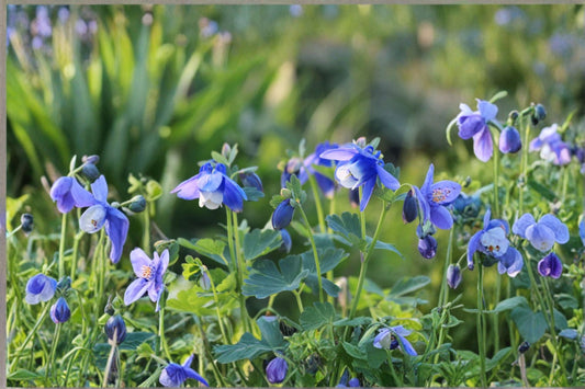 3 Mixed Columbine Live Plants | Aquilegia Starter Perennials | Pollinator Friendly Flowers | Easy to Grow | Returns Every Year