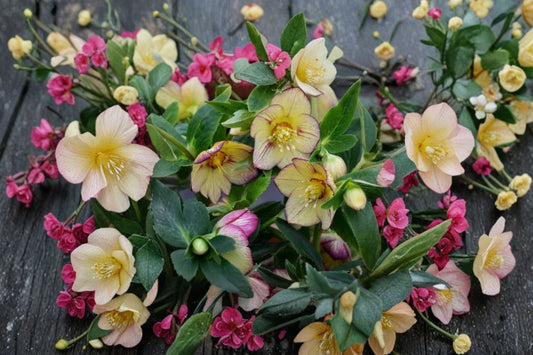 Tropical Sunset Lenten Rose Live Plant | Hellebore Perennial | Apricot Pink Evergreen Shade Flower | Winter Spring Blooms