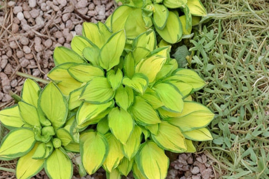 Island Breeze Hosta. Perennial. Loves Shade. Easy to Grow. Shipped trimmed for fall planting. Perfect time to plant.