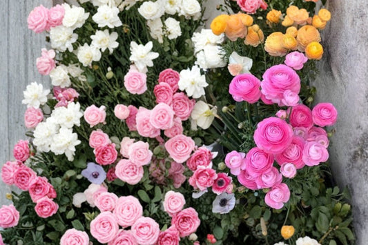 15 Ranunculus Aviv Mixed Healthy Corms -Vibrant Mixed Blooms Add Beauty to Your Garden - Loves Butterflies and Resists Critters