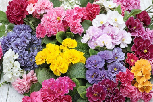 2 Mixed Starter Primrose Plants, Live Primrose Perennials, Long Blooming Flowers, Easy to Grow, Shade Garden Plants, Cottage Garden