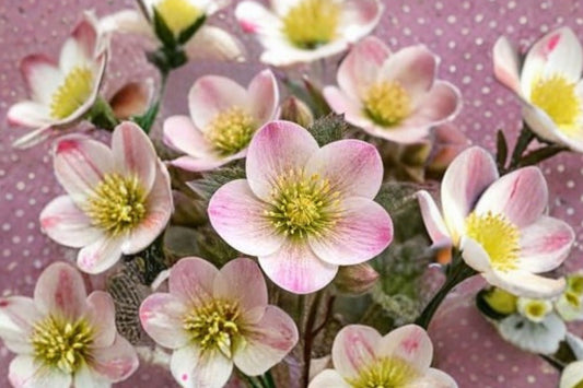 2 Candy Love Lenten Rose Plants, Hellebore Perennials, Live Shade Plants, Spring Blooming Flowers, Easy to Grow, Fast Shipping