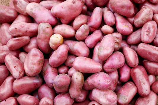 2 Ruby Red Seed Potatoes, Ready to Plant, Heirloom Seed Potatoes, Easy to Grow, Home Garden, High Yield, Fast Shipping