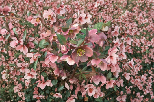 Raspberry Lenten Rose Plant, Live Hellebore Perennial, Spring Blooming Shade Flower, Easy to Grow, Deer Resistant, Shipped Trimmed