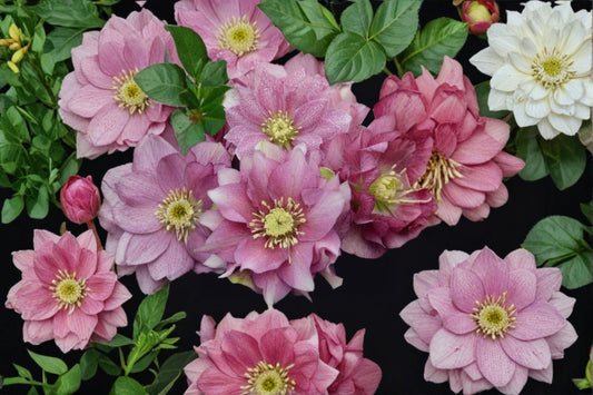 Maid of Honor Lenten Rose Plant, Live Hellebore Perennial, Spring Blooming Shade Flower, Easy to Grow, Deer Resistant, Fast Shipping
