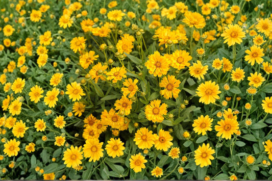 5 Live Jethro Tull Coreopsis Plants, Tickseed Perennials, Pollinator Friendly Flowers, Full Sun, Easy to Grow, Deer Resistant