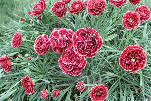 5 Black Cherry Frost Dianthus Starter Plants, Live Perennial Flowers, Fringed Pink Blooms, Easy to Grow, Full Sun, Pollinator Friendly