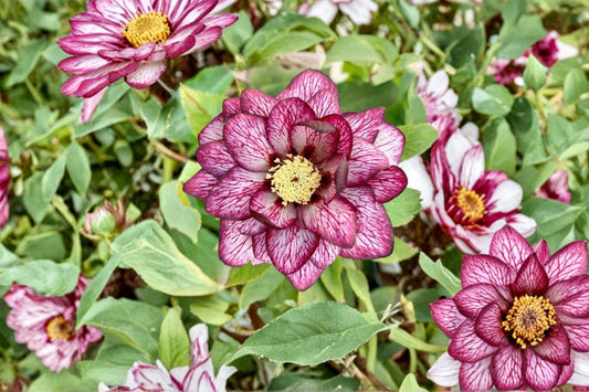 Whirlwind Romance Lenten Rose Plant, Live Hellebore Perennial, Spring Blooming Shade Flower, Easy to Grow, Fast Shipping
