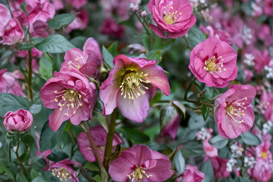Paris in Pink Lenten Rose Plant, Live Hellebore Perennial, Spring Blooming Shade Flower, Easy to Grow, Shipped Trimmed, Fast Shipping