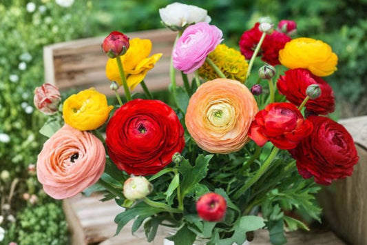 10 Aviv Mixed Ranunculus Corms, Healthy Flower Bulbs, Vibrant Spring Blooms, Butterfly Friendly, Deer Resistant, Cut Flower Garden