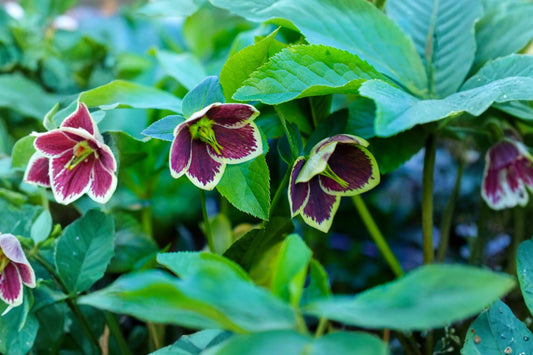 2 Romantic Getaway Lenten Rose Plants, Live Hellebore Perennials, Spring Blooming Shade Flowers, Shipped Trimmed, Fast Shipping
