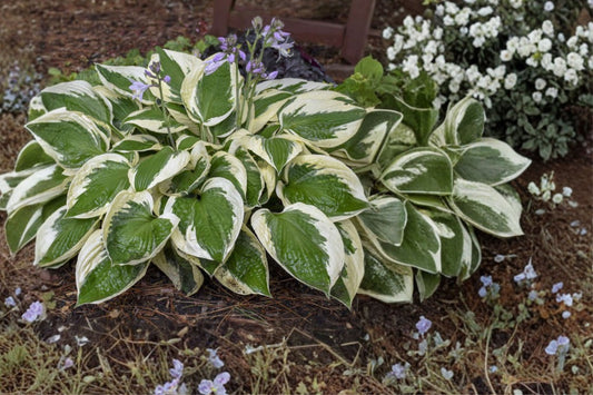 Patriot Hosta Plant, Live Shade Perennial, Variegated Hosta, Easy to Grow, Dormant Plant, Shipped Trimmed, Fast Shipping
