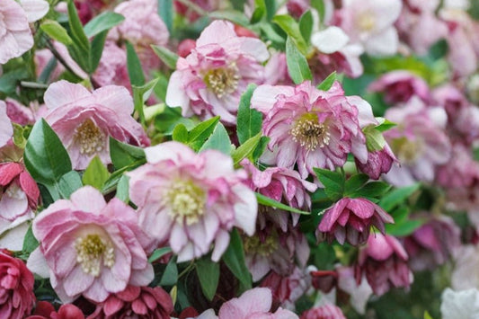 2 Flower Girl Lenten Rose Plants, Live Hellebore Perennials, Spring Blooming Shade Flowers, Easy to Grow, Deer Resistant