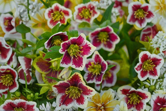 Romantic Getaway Lenten Rose Plant, Live Hellebore Perennial, Spring Blooming Shade Flower, Easy to Grow, Shipped Trimmed, Fast Shipping