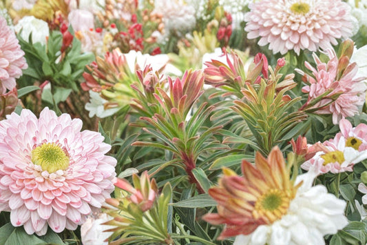 3 Ascot Rainbow Euphorbia Plants, Live Perennial, Variegated Spurge, Easy to Grow, Drought Tolerant, Full Sun, Fast Shipping