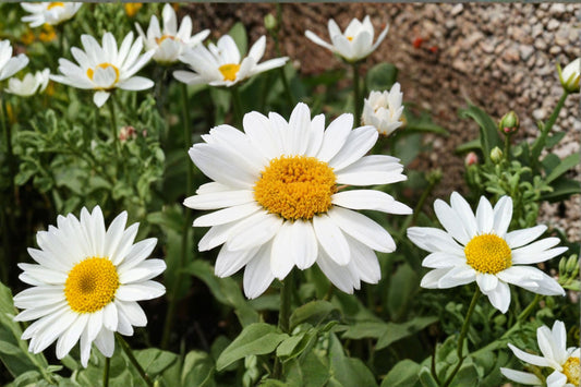 2 Snowcap Shasta Daisy Plants, Leucanthemum superbum, Live Perennial Flowers, Fragrant White Blooms, Hardy, Easy to Grow