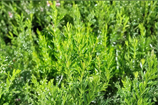 Live Rosemary Herb Plant, Starter Rosemary Perennial, Culinary Herb, Easy to Grow, Drought Tolerant, Full Sun, Fragrant Herb