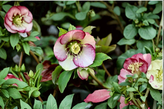 French Kiss Lenten Rose Plant, Live Hellebore Perennial, Spring Blooming Shade Flower, Easy to Grow, Deer Resistant