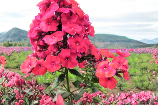 3 Red Phlox Starter Plants, Live Perennial Flowers, Full Sun, Pollinator Friendly, Easy to Grow, Butterfly Garden, Fast Shipping