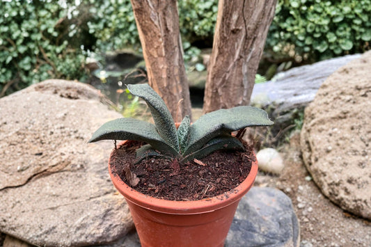 Gasteria Armstrongii Live Succulent, Well-Rooted 4 Inch Pot, Rare Houseplant, Easy Care, Indoor Plant, Drought Tolerant