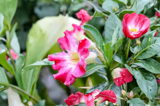 Adenium 'Bubble Gum' Live Desert Rose, Bare Root, Double Pink Blooms, Well-Rooted Plant, Rare Succulent, Easy Care