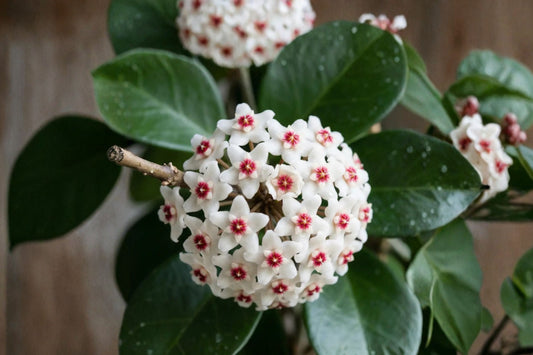 Hoya australis var. tenuipes Live Plant, 4 Inch Pot, Rare Wax Plant, Fast Growing Hoya, White Blooms, Easy Care Houseplant