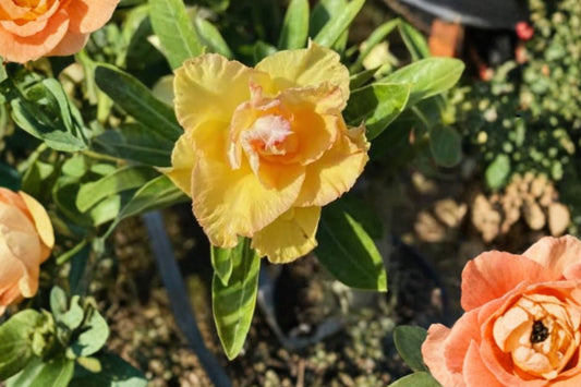 Adenium 'Alonza' Live Desert Rose, Bare Root Plant, Double Yellow Blooms, Rare Flowering Succulent, Easy Care, 5 Inch Grown