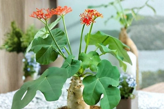 Jatropha cathartica Live Caudex Plant, Bare Root, Rare Succulent, Pink Flowers, Well-Rooted 4 Inch Pot, Collector Plant