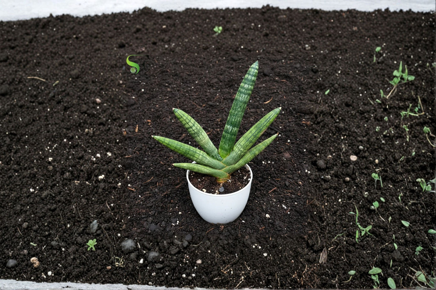 Sansevieria Cylindrica 'Boncel' Live Snake Plant, Bare Root, 4 Inch Grown, Well-Rooted Succulent, Rare Houseplant, Easy Care