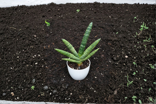 Sansevieria Cylindrica 'Boncel' Live Snake Plant, Bare Root, 4 Inch Grown, Well-Rooted Succulent, Rare Houseplant, Easy Care