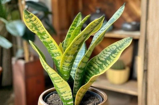 Sansevieria ballyi Live Snake Plant, Bare Root, 5 Inch Grown, Rare Succulent, Well-Rooted Houseplant, Easy Care Plant