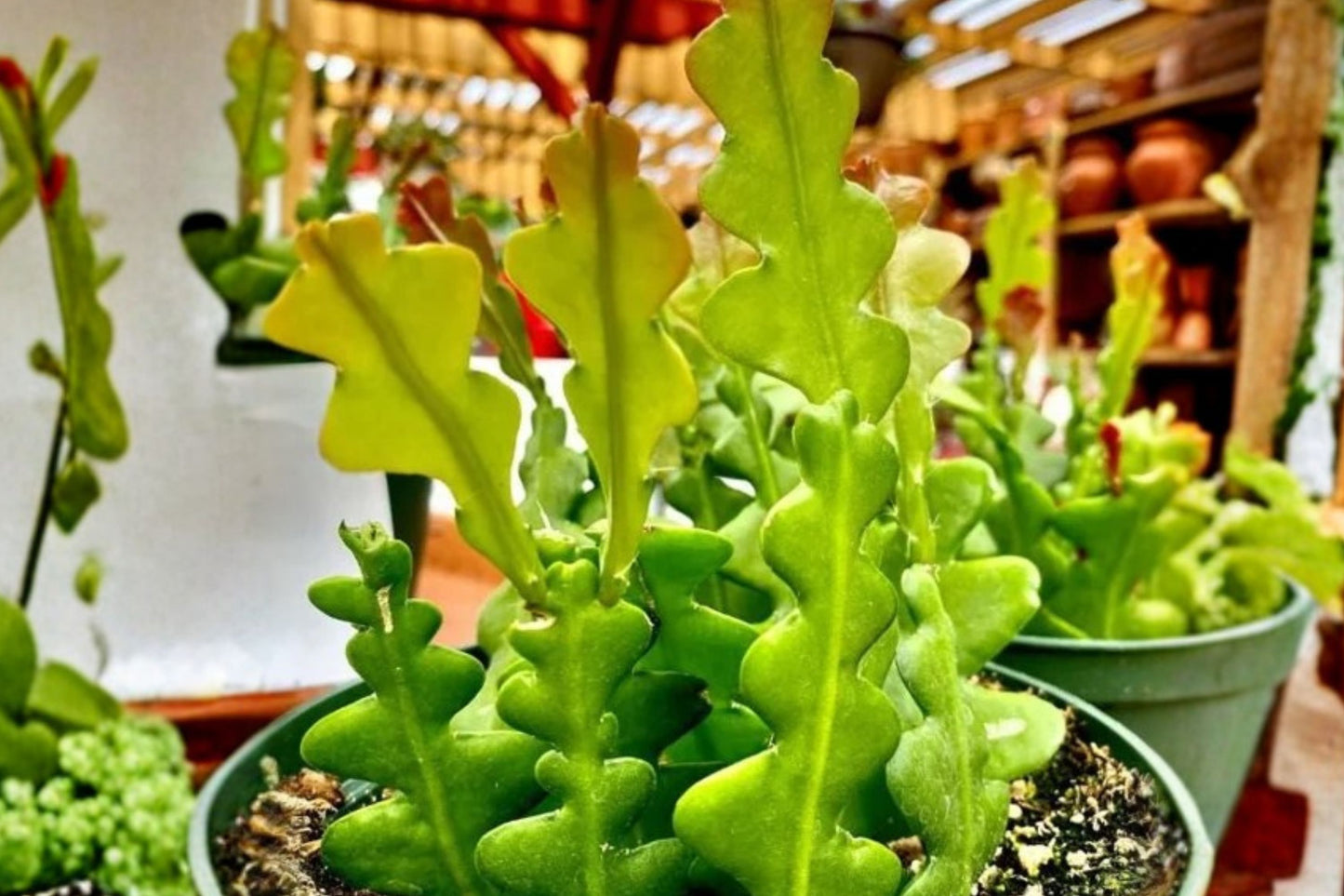Epiphyllum anguliger Fishbone Cactus Live Plant, 5 Inch Pot, Well-Rooted, Zig Zag Cactus, Rare Succulent, Easy Care Houseplant
