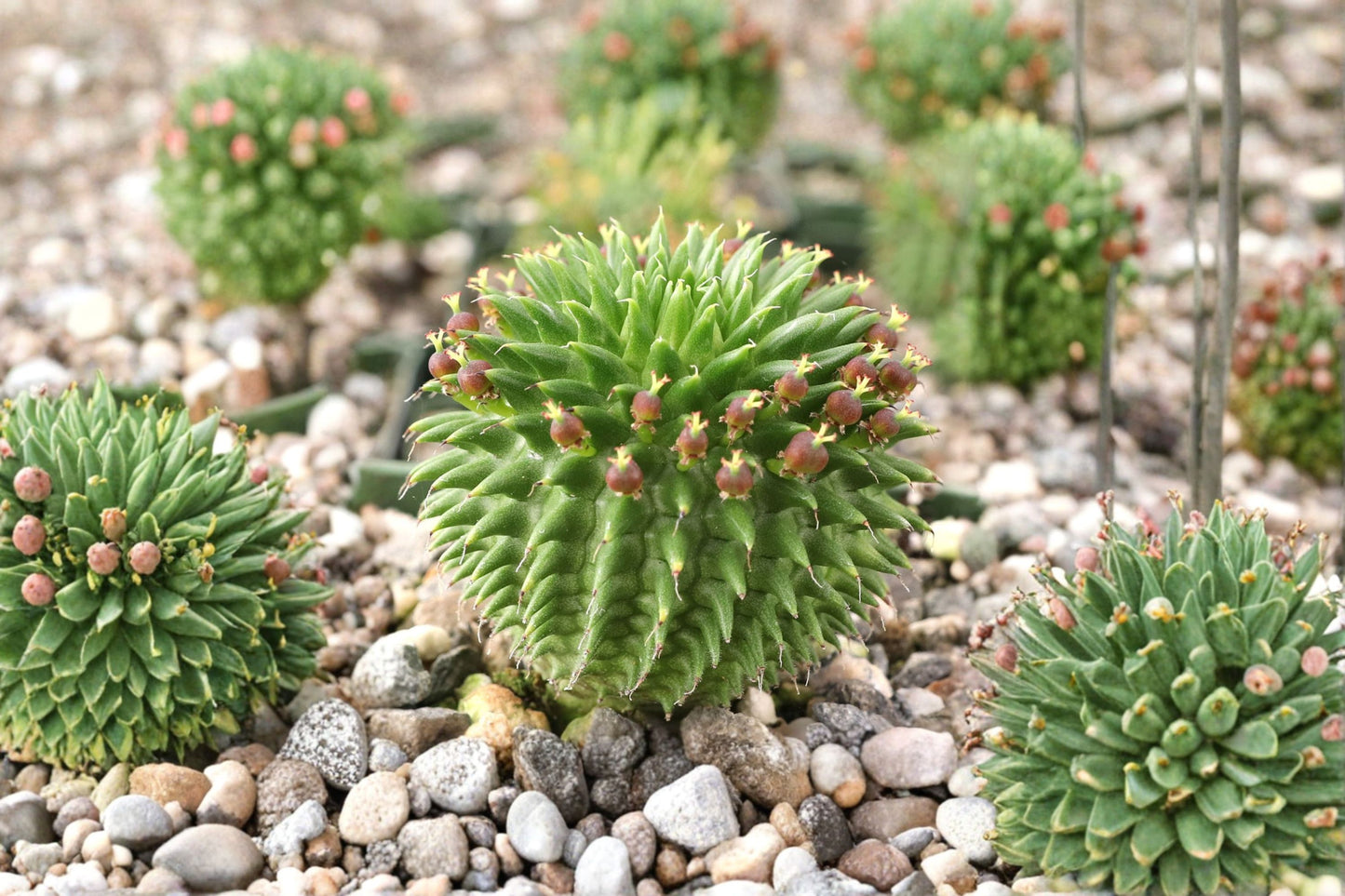 Euphorbia suzannae Live Succulent Plant, Well-Rooted, Branching Stem, Rare Cactus-Like Succulent, Easy Care Houseplant