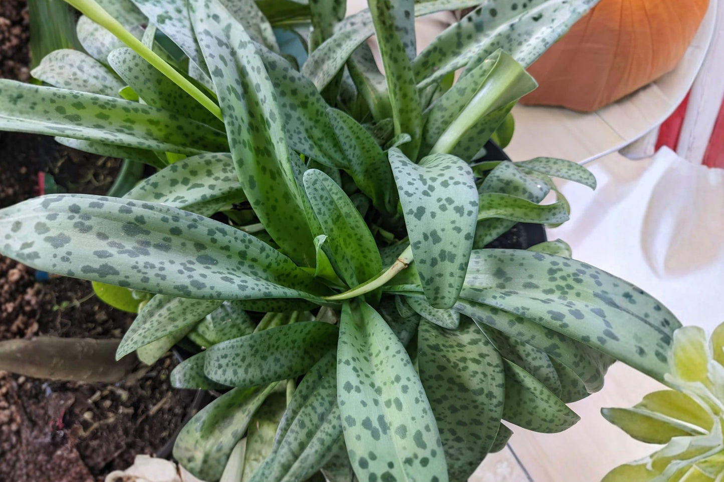 Drimiopsis kirkii Live Plant, Leopard Lily, 4 Inch Pot, Rare Bulb Plant, Spotted Foliage, Easy Care Houseplant
