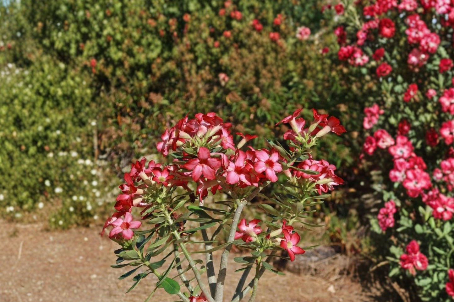 Adenium arabicum Live Desert Rose, Well-Rooted Caudex Plant, Rare Succulent, Easy Care, Exotic Flowering Plant