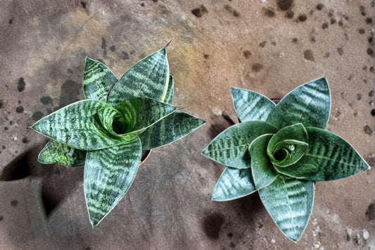 Sansevieria trifasciata 'Hahnii' Live Snake Plant, Bird's Nest Snake Plant, Well-Rooted Succulent, Easy Care Houseplant