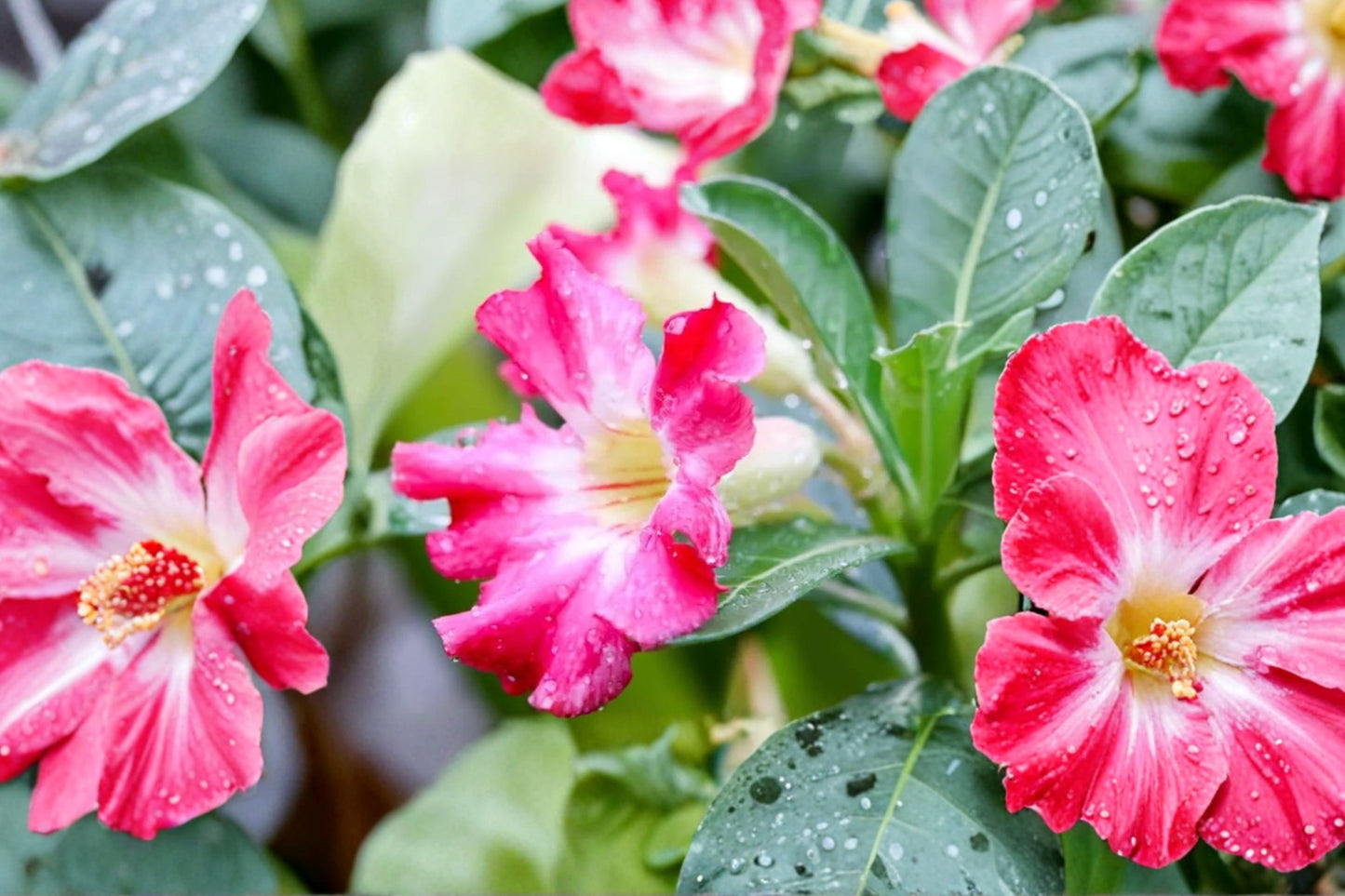 Adenium swazicum 'Pink Elegance' Live Desert Rose, Rare Flowering Succulent, Well-Rooted Caudex Plant, Easy Care