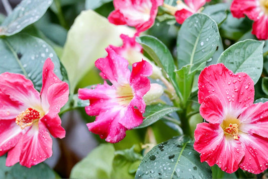 Adenium swazicum 'Pink Elegance' Live Desert Rose, Rare Flowering Succulent, Well-Rooted Caudex Plant, Easy Care