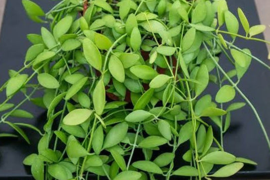 Dischidia oiantha Live Plant, Rare Trailing Houseplant, Well-Rooted Vine, Easy Care Indoor Plant, Hanging Basket Plant