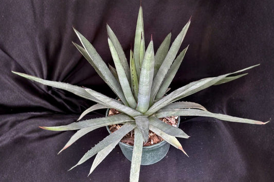 Agave 'Blue Emperor' Live Succulent, Rare Blue Agave, Well-Rooted Plant, Drought Tolerant, Easy Care, Collector Succulent