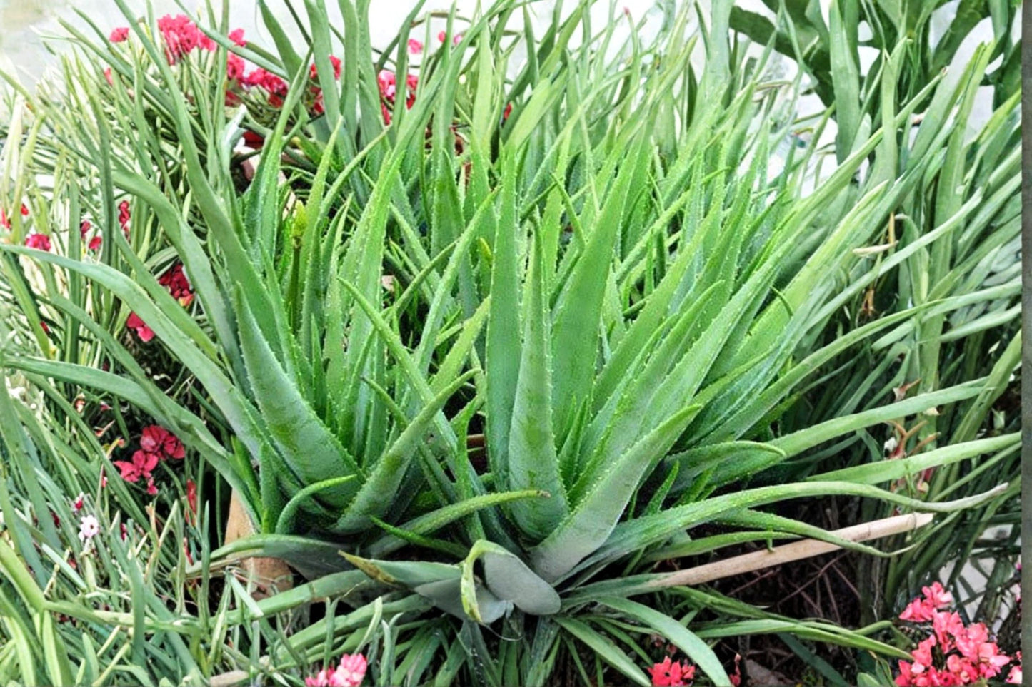 Aloe tomentosa Live Plant, 4 Inch Pot, Rare Aloe Succulent, Well-Rooted Houseplant, Easy Care, Collector Plant