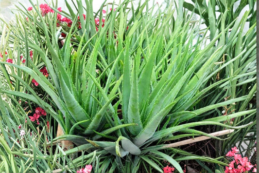 Aloe tomentosa Live Plant, 4 Inch Pot, Rare Aloe Succulent, Well-Rooted Houseplant, Easy Care, Collector Plant
