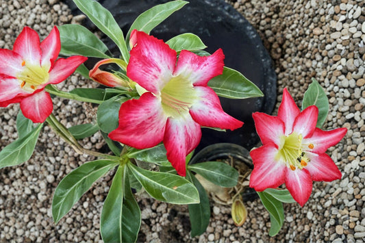 Adenium somalense 'Splash' Live Desert Rose, Bare Root, Pink & White Flowers, Rare Caudex Succulent, Collector Plant