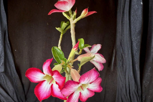 Adenium 'Picotee' Live Desert Rose, Rare Flowering Succulent, Well-Rooted Caudex Plant, Bicolor Blooms, Easy Care