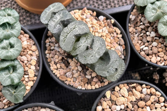 Haworthia truncata Live Succulent, 4 Inch Pot, Rare Window Haworthia, Well-Rooted Houseplant, Collector Succulent, Easy Care