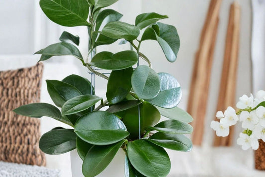 Hoya australis 'Brookfield' Live Plant, Rare Wax Plant, Well-Rooted Hoya, Fast Growing Vine, Easy Care Houseplant