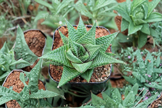 Haworthia limifolia Live Succulent, 4 Inch Pot, Fairy Washboard Plant, Rare Houseplant, Well-Rooted, Easy Care Succulent
