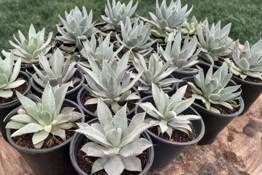 Agave titanota Live Plant, 4 Inch Pot, Rare Agave Succulent, Well-Rooted, White-Spined Agave, Collector Plant